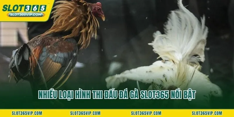 Nhiều loại hình thi đấu đá gà SLOT365 nổi bật